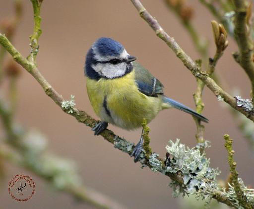 Blue Tit 8R84D-01.JPG